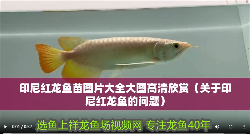 印尼紅龍魚苗圖片大全大圖高清欣賞（關于印尼紅龍魚的問題）