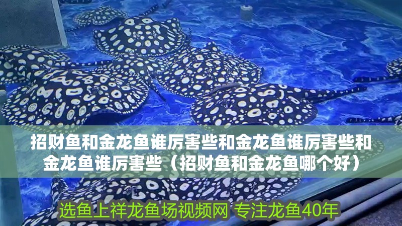 招財魚和金龍魚誰厲害些和金龍魚誰厲害些和金龍魚誰厲害些（招財魚和金龍魚哪個好）