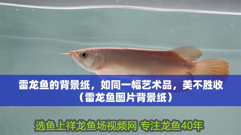 雷龍魚的背景紙，如同一幅藝術品，美不勝收（雷龍魚圖片背景紙）