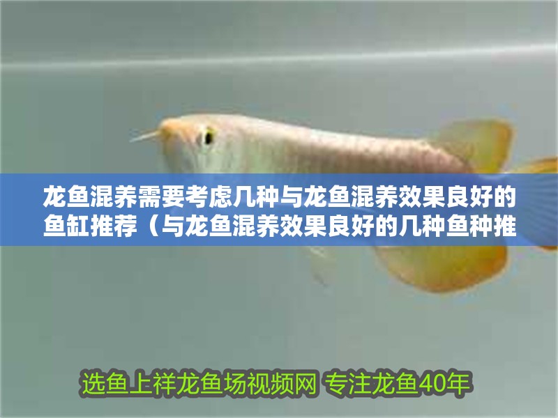 龍魚混養(yǎng)需要考慮幾種與龍魚混養(yǎng)效果良好的魚缸推薦（與龍魚混養(yǎng)效果良好的幾種魚種推薦） 龍魚混養(yǎng)需要考慮幾種與龍魚混養(yǎng)效果良好的魚缸推薦（與龍魚混養(yǎng)效果良好的幾種魚種推薦） 觀賞魚百科 第2張
