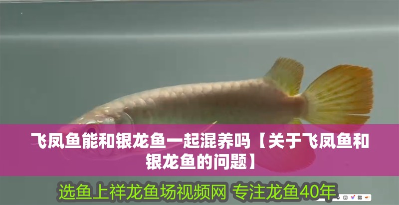 飛鳳魚能和銀龍魚一起混養(yǎng)嗎【關于飛鳳魚和銀龍魚的問題】