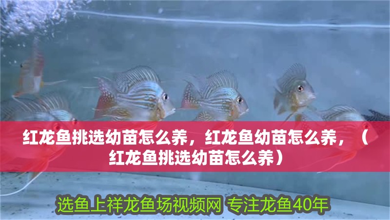 紅龍魚挑選幼苗怎么養(yǎng)，紅龍魚幼苗怎么養(yǎng)，（紅龍魚挑選幼苗怎么養(yǎng)）