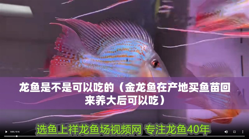 龍魚是不是可以吃的（金龍魚在產地買魚苗回來養大后可以吃）