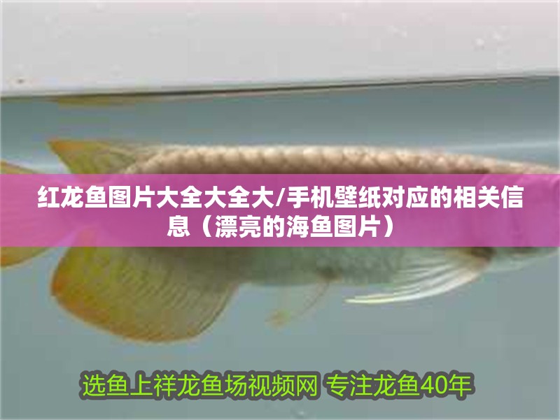 紅龍魚(yú)圖片大全大全大/手機(jī)壁紙對(duì)應(yīng)的相關(guān)信息（漂亮的海魚(yú)圖片）