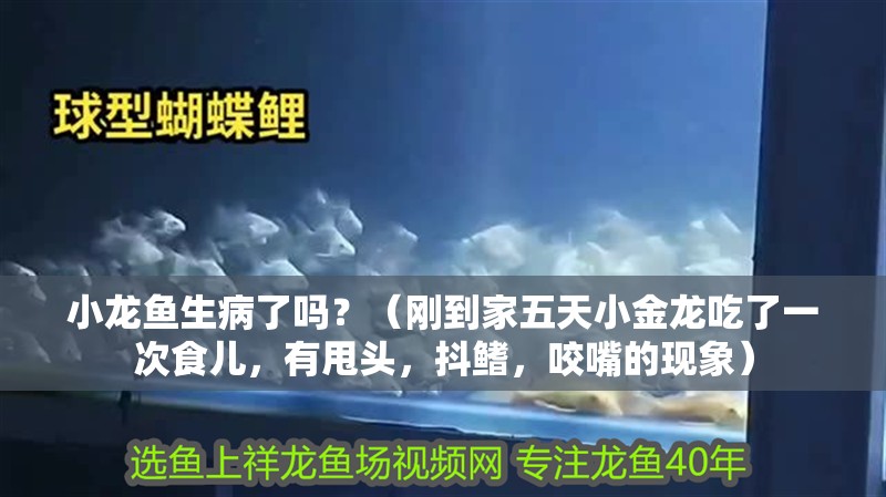 小龍魚生病了嗎？（剛到家五天小金龍吃了一次食兒，有甩頭，抖鰭，咬嘴的現(xiàn)象）