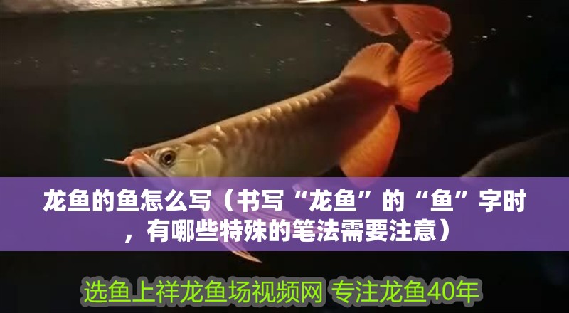 龍魚的魚怎么寫（書寫“龍魚”的“魚”字時，有哪些特殊的筆法需要注意）