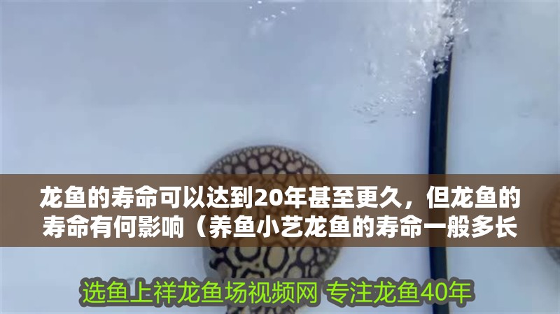 龍魚(yú)的壽命可以達(dá)到20年甚至更久，但龍魚(yú)的壽命有何影響（養(yǎng)魚(yú)小藝龍魚(yú)的壽命一般多長(zhǎng)時(shí)間疾擎社聽(tīng)龍魚(yú)的壽命） 龍魚(yú)的壽命可以達(dá)到20年甚至更久，但龍魚(yú)的壽命有何影響（養(yǎng)魚(yú)小藝龍魚(yú)的壽命一般多長(zhǎng)時(shí)間疾擎社聽(tīng)龍魚(yú)的壽命） 觀賞魚(yú)百科 第6張