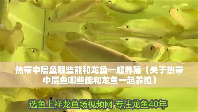 熱帶中層魚哪些能和龍魚一起養殖（關于熱帶中層魚哪些能和龍魚一起養殖）
