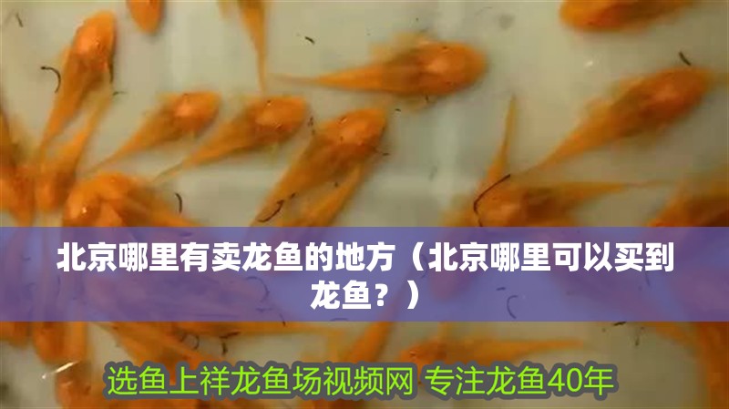 北京哪里有賣龍魚的地方（北京哪里可以買到龍魚？）