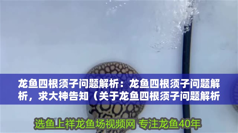 龍魚四根須子問題解析：龍魚四根須子問題解析，求大神告知（關于龍魚四根須子問題解析）