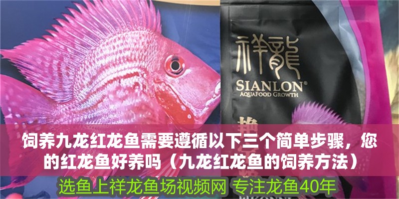 飼養九龍紅龍魚需要遵循以下三個簡單步驟，您的紅龍魚好養嗎（九龍紅龍魚的飼養方法）
