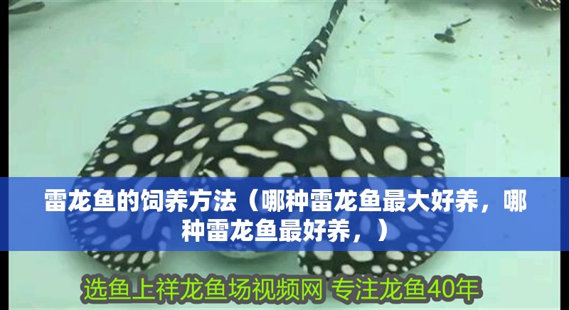 雷龍魚的飼養方法（哪種雷龍魚最大好養，哪種雷龍魚最好養，）