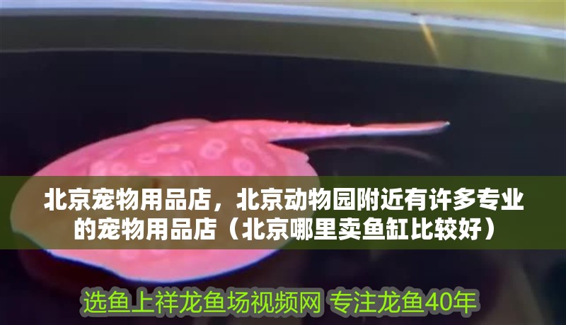 北京寵物用品店，北京動物園附近有許多專業的寵物用品店（北京哪里賣魚缸比較好）