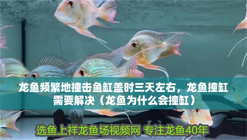 龍魚頻繁地撞擊魚缸蓋時三天左右，龍魚撞缸需要解決（龍魚為什么會撞缸）