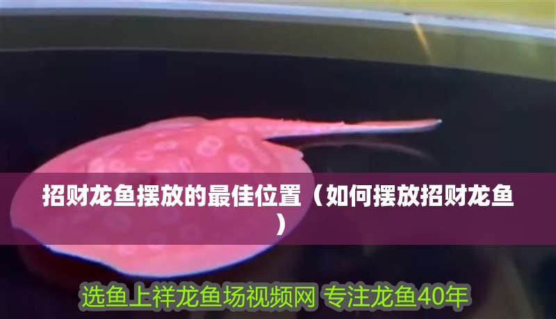 招財龍魚擺放的最佳位置（如何擺放招財龍魚）