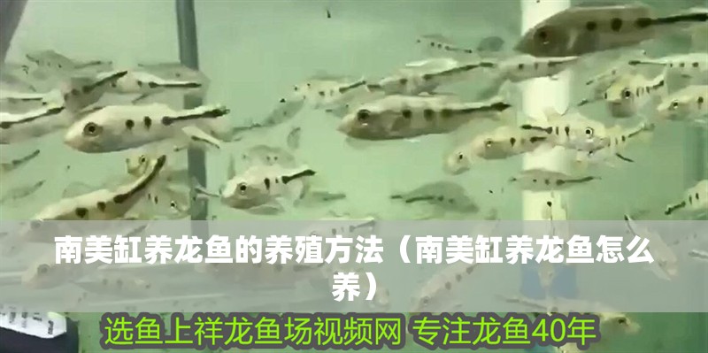 南美缸養(yǎng)龍魚(yú)的養(yǎng)殖方法（南美缸養(yǎng)龍魚(yú)怎么養(yǎng)） 南美缸養(yǎng)龍魚(yú)的養(yǎng)殖方法（南美缸養(yǎng)龍魚(yú)怎么養(yǎng)） 觀賞魚(yú)百科 第2張