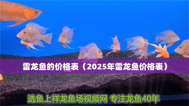 雷龍魚的價格表（2025年雷龍魚價格表）