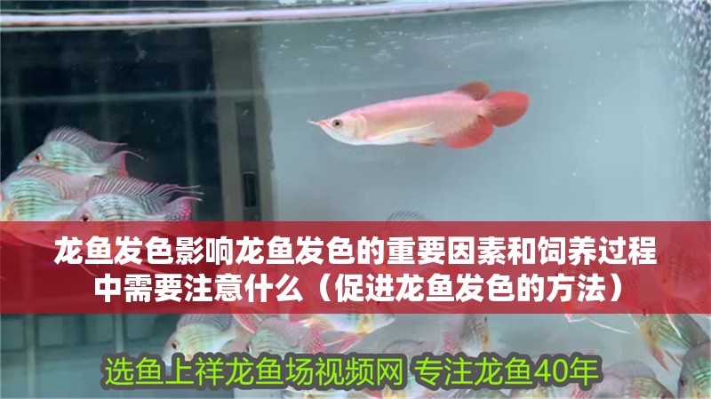 龍魚發色影響龍魚發色的重要因素和飼養過程中需要注意什么（促進龍魚發色的方法）