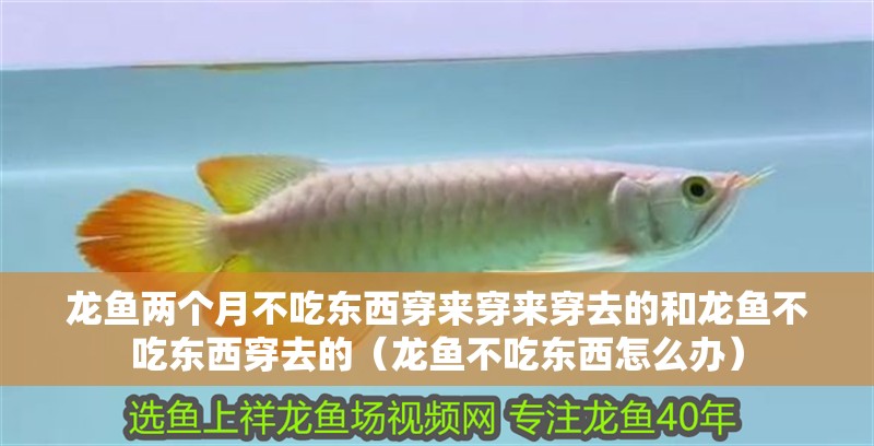 龍魚兩個(gè)月不吃東西穿來穿來穿去的和龍魚不吃東西穿去的（龍魚不吃東西怎么辦）