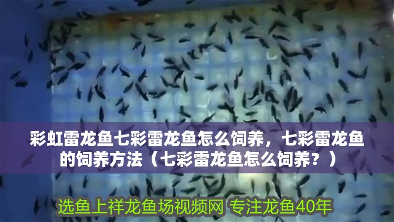 彩虹雷龍魚七彩雷龍魚怎么飼養，七彩雷龍魚的飼養方法（七彩雷龍魚怎么飼養？）