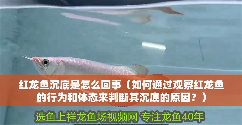 紅龍魚沉底是怎么回事（如何通過觀察紅龍魚的行為和體態來判斷其沉底的原因？）