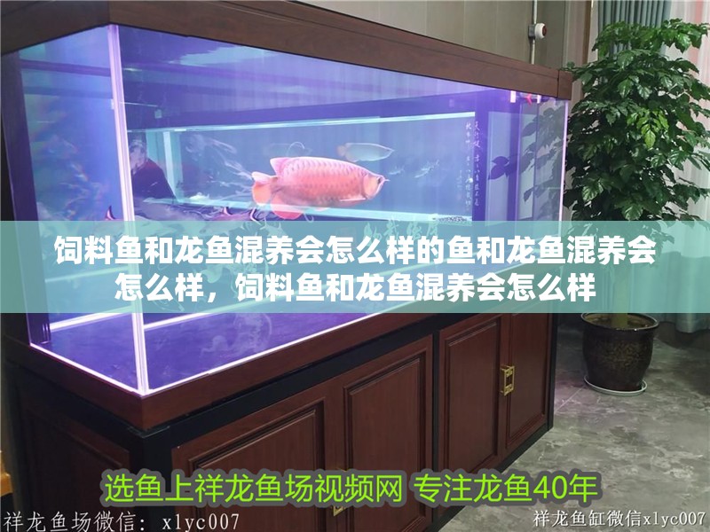 飼料魚和龍魚混養會怎么樣的魚和龍魚混養會怎么樣，飼料魚和龍魚混養會怎么樣