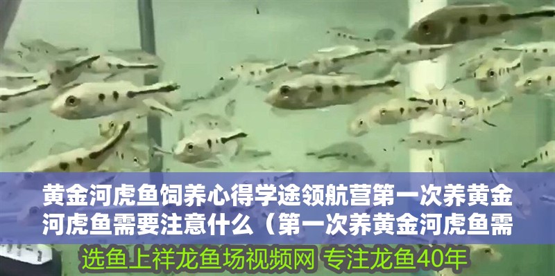 黃金河虎魚飼養心得學途領航營第一次養黃金河虎魚需要注意什么（第一次養黃金河虎魚需要注意什么？）
