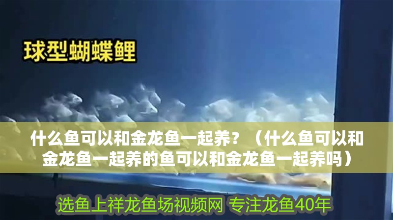 什么魚可以和金龍魚一起養？（什么魚可以和金龍魚一起養的魚可以和金龍魚一起養嗎） 什么魚可以和金龍魚一起養？（什么魚可以和金龍魚一起養的魚可以和金龍魚一起養嗎） 觀賞魚百科 第2張