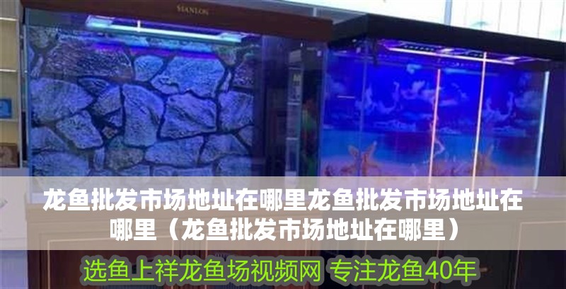 龍魚(yú)批發(fā)市場(chǎng)地址在哪里龍魚(yú)批發(fā)市場(chǎng)地址在哪里（龍魚(yú)批發(fā)市場(chǎng)地址在哪里）
