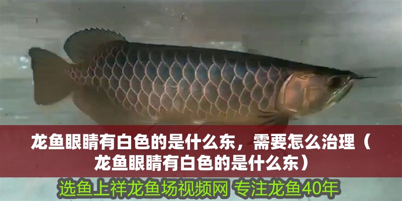 龍魚(yú)眼睛有白色的是什么東，需要怎么治理（龍魚(yú)眼睛有白色的是什么東） 龍魚(yú)眼睛有白色的是什么東，需要怎么治理（龍魚(yú)眼睛有白色的是什么東） 觀賞魚(yú)百科