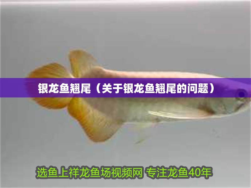銀龍魚翹尾（關(guān)于銀龍魚翹尾的問題） 銀龍魚翹尾（關(guān)于銀龍魚翹尾的問題） 觀賞魚百科