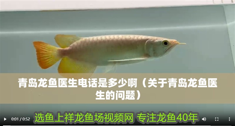 青島龍魚醫生電話是多少啊（關于青島龍魚醫生的問題）