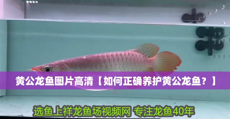 黃公龍魚圖片高清【如何正確養護黃公龍魚？】