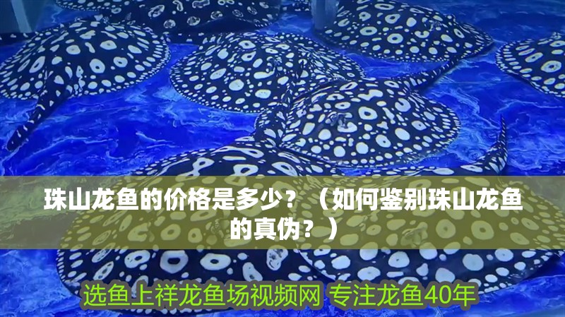 珠山龍魚的價格是多少？（如何鑒別珠山龍魚的真偽？）
