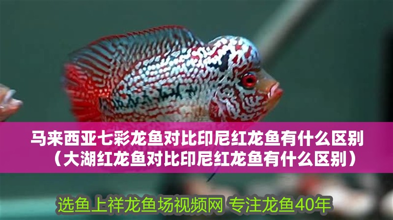 馬來西亞七彩龍魚對比印尼紅龍魚有什么區(qū)別（大湖紅龍魚對比印尼紅龍魚有什么區(qū)別）