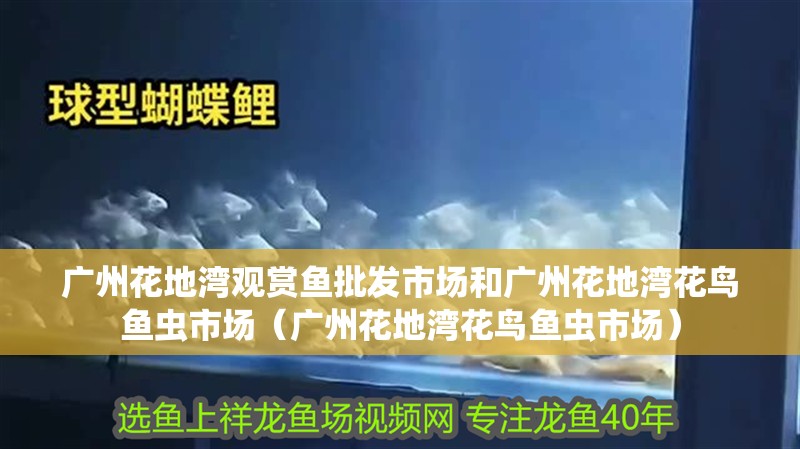 廣州花地灣觀賞魚批發(fā)市場和廣州花地灣花鳥魚蟲市場（廣州花地灣花鳥魚蟲市場）