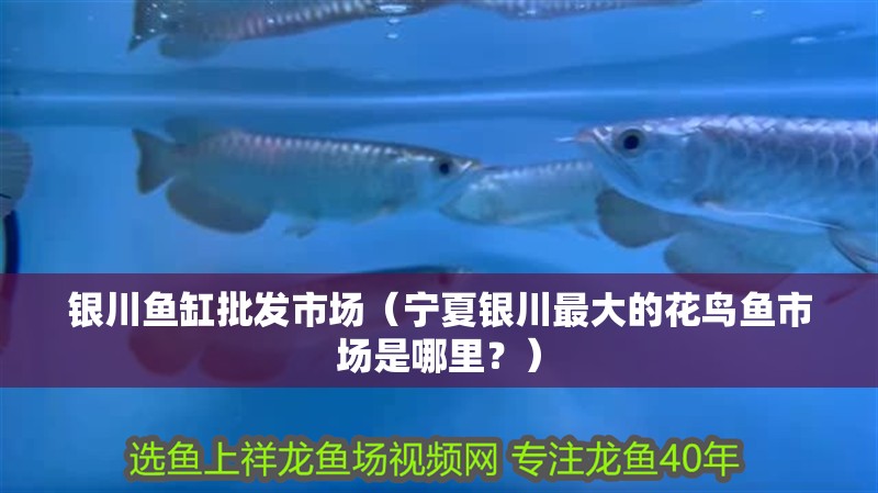 銀川魚缸批發市場（寧夏銀川最大的花鳥魚市場是哪里？）