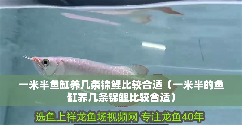 一米半魚缸養幾條錦鯉比較合適（一米半的魚缸養幾條錦鯉比較合適）