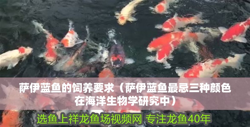 薩伊藍(lán)魚的飼養(yǎng)要求（薩伊藍(lán)魚最忌三種顏色在海洋生物學(xué)研究中）