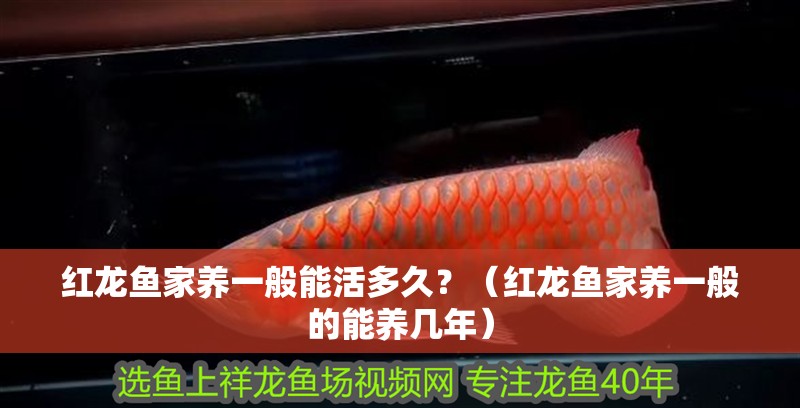 紅龍魚(yú)家養(yǎng)一般能活多久？（紅龍魚(yú)家養(yǎng)一般的能養(yǎng)幾年）