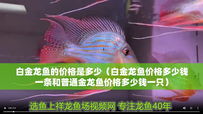 白金龍魚(yú)的價(jià)格是多少（白金龍魚(yú)價(jià)格多少錢(qián)一條和普通金龍魚(yú)價(jià)格多少錢(qián)一只）