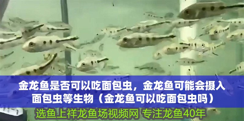 金龍魚是否可以吃面包蟲，金龍魚可能會(huì)攝入面包蟲等生物（金龍魚可以吃面包蟲嗎）