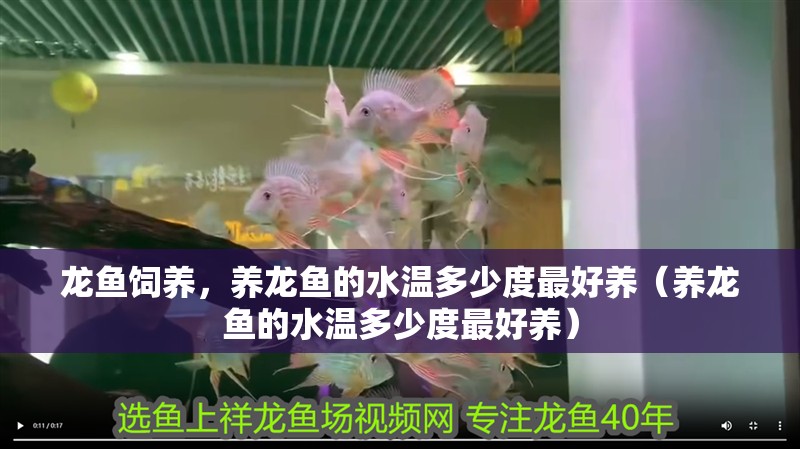 龍魚飼養(yǎng)，養(yǎng)龍魚的水溫多少度最好養(yǎng)（養(yǎng)龍魚的水溫多少度最好養(yǎng)）