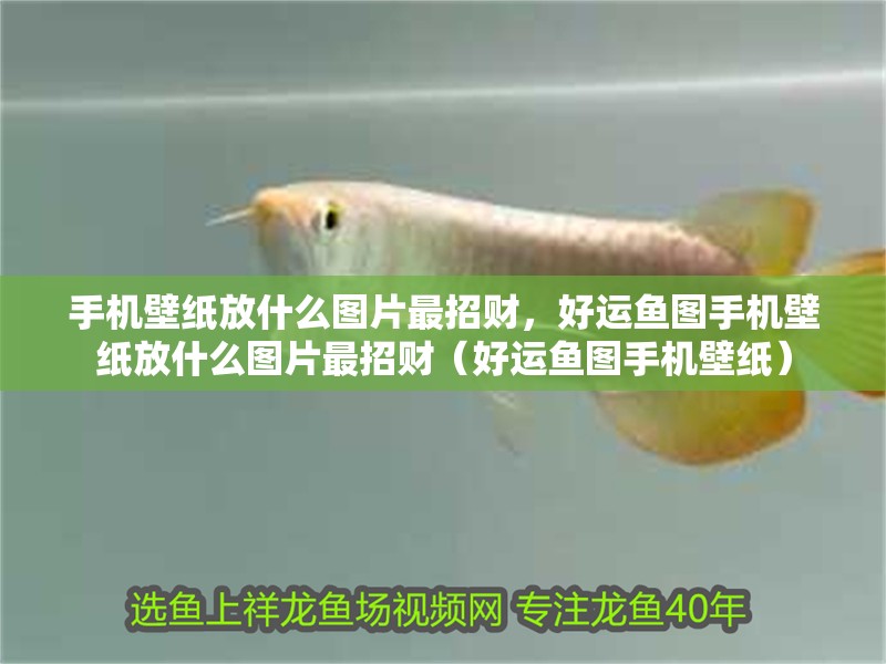 手機(jī)壁紙放什么圖片最招財，好運魚圖手機(jī)壁紙放什么圖片最招財（好運魚圖手機(jī)壁紙） 手機(jī)壁紙放什么圖片最招財，好運魚圖手機(jī)壁紙放什么圖片最招財（好運魚圖手機(jī)壁紙） 觀賞魚百科 第2張