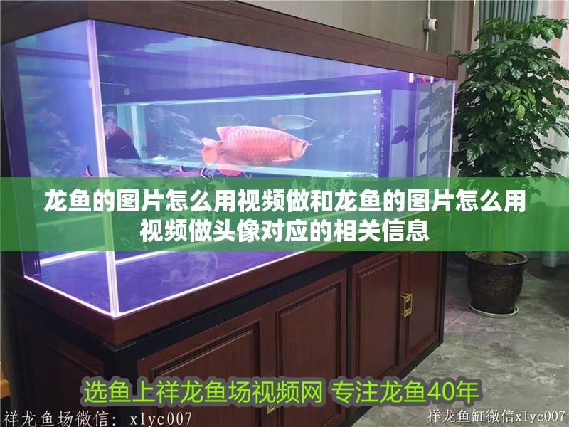 龍魚的圖片怎么用視頻做和龍魚的圖片怎么用視頻做頭像對應的相關信息