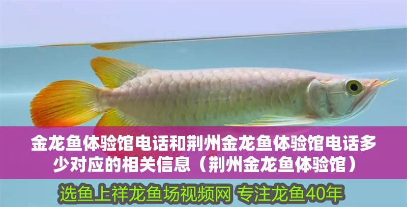 金龍魚體驗館電話和荊州金龍魚體驗館電話多少對應的相關信息（荊州金龍魚體驗館） 金龍魚體驗館電話和荊州金龍魚體驗館電話多少對應的相關信息（荊州金龍魚體驗館） 觀賞魚百科