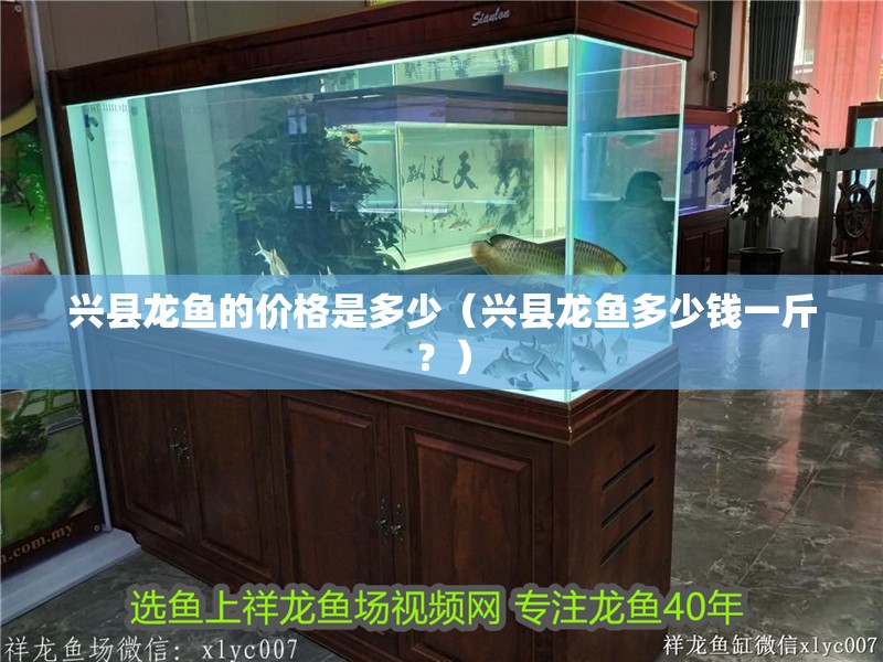 興縣龍魚的價(jià)格是多少（興縣龍魚多少錢一斤？）