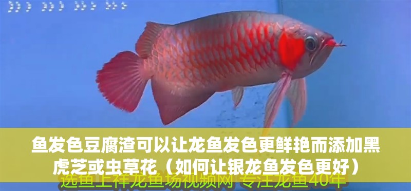 魚發色豆腐渣可以讓龍魚發色更鮮艷而添加黑虎芝或蟲草花（如何讓銀龍魚發色更好）