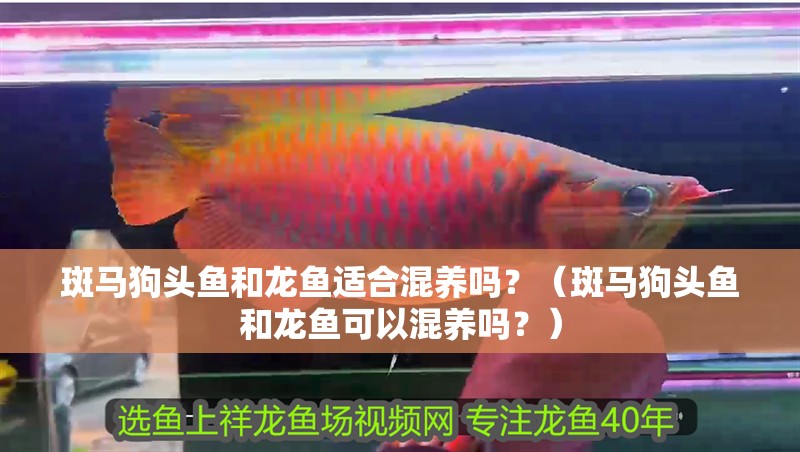 斑馬狗頭魚和龍魚適合混養嗎？（斑馬狗頭魚和龍魚可以混養嗎？） 斑馬狗頭魚和龍魚適合混養嗎？（斑馬狗頭魚和龍魚可以混養嗎？） 觀賞魚百科 第2張