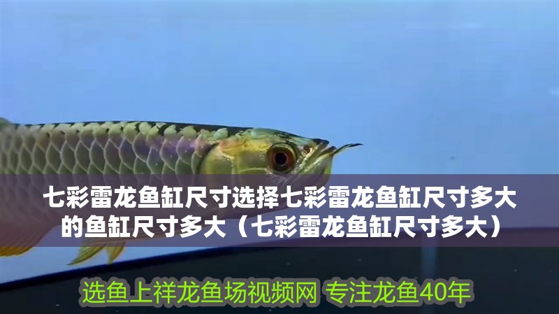 七彩雷龍魚缸尺寸選擇七彩雷龍魚缸尺寸多大的魚缸尺寸多大（七彩雷龍魚缸尺寸多大）